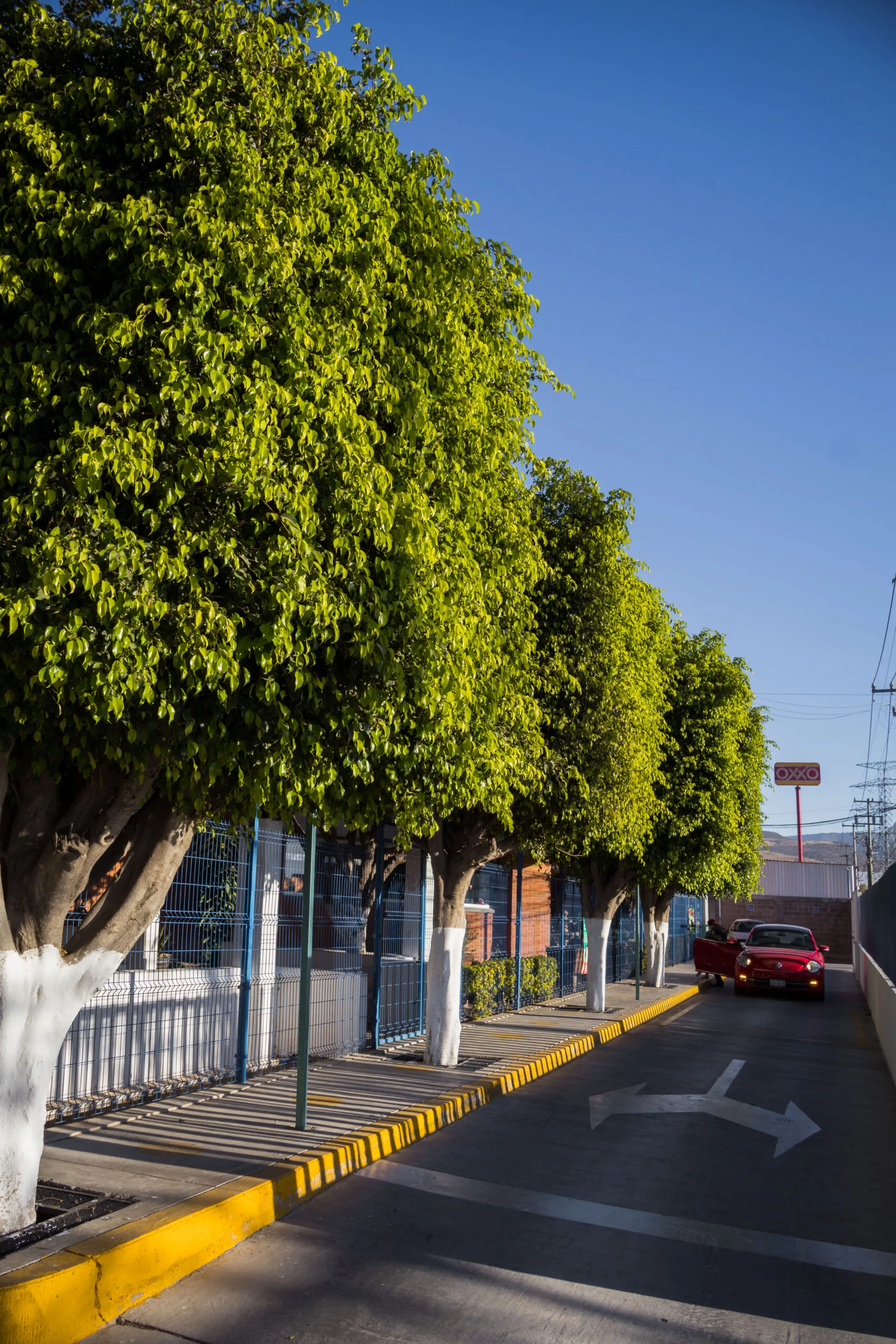 Entorno arbolado y seguro de la escuela privada Instituto Villa Educare en León Guanajuato