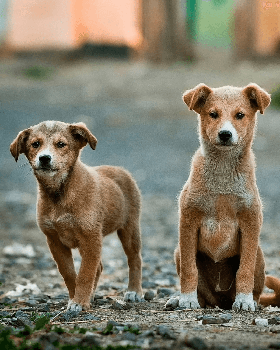 Día del perro: la importancia de adoptar con responsabilidad