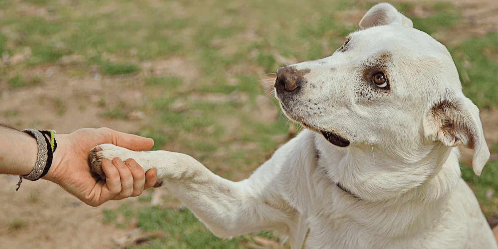 Perros: nobles, inteligentes y grandes compañeros