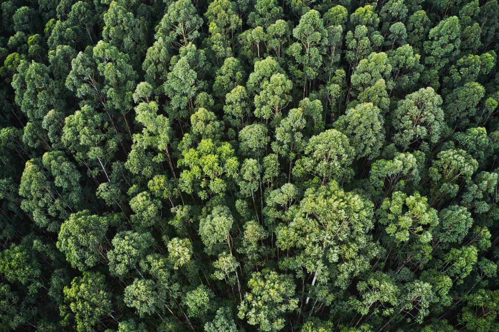 Bosque verde visto desde arriba representando la visión de empresas mexicanas sustentables